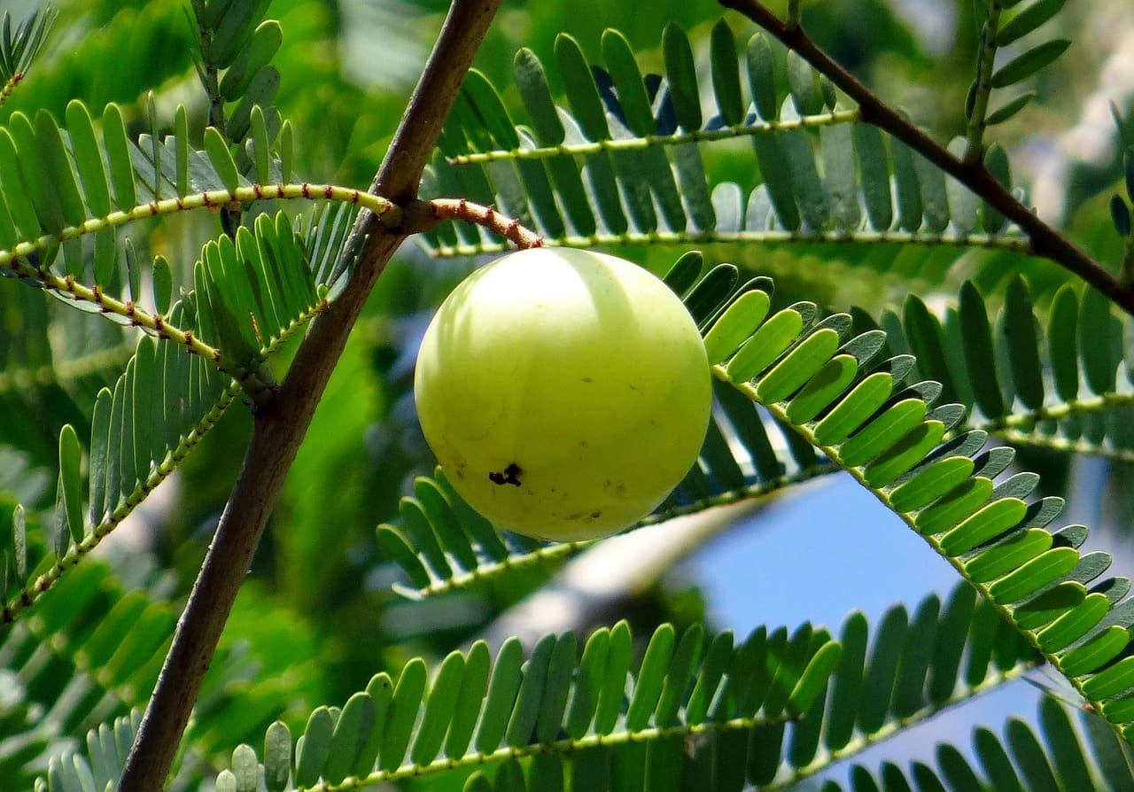 Amla fruit
