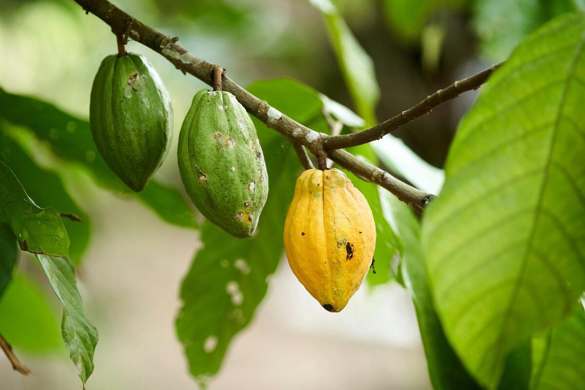 Cacao seeds
