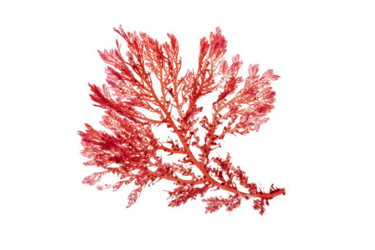 Haematococcus algae