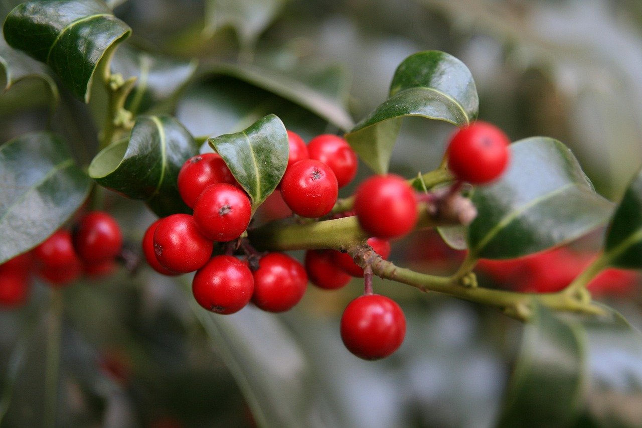 Schisandra berries