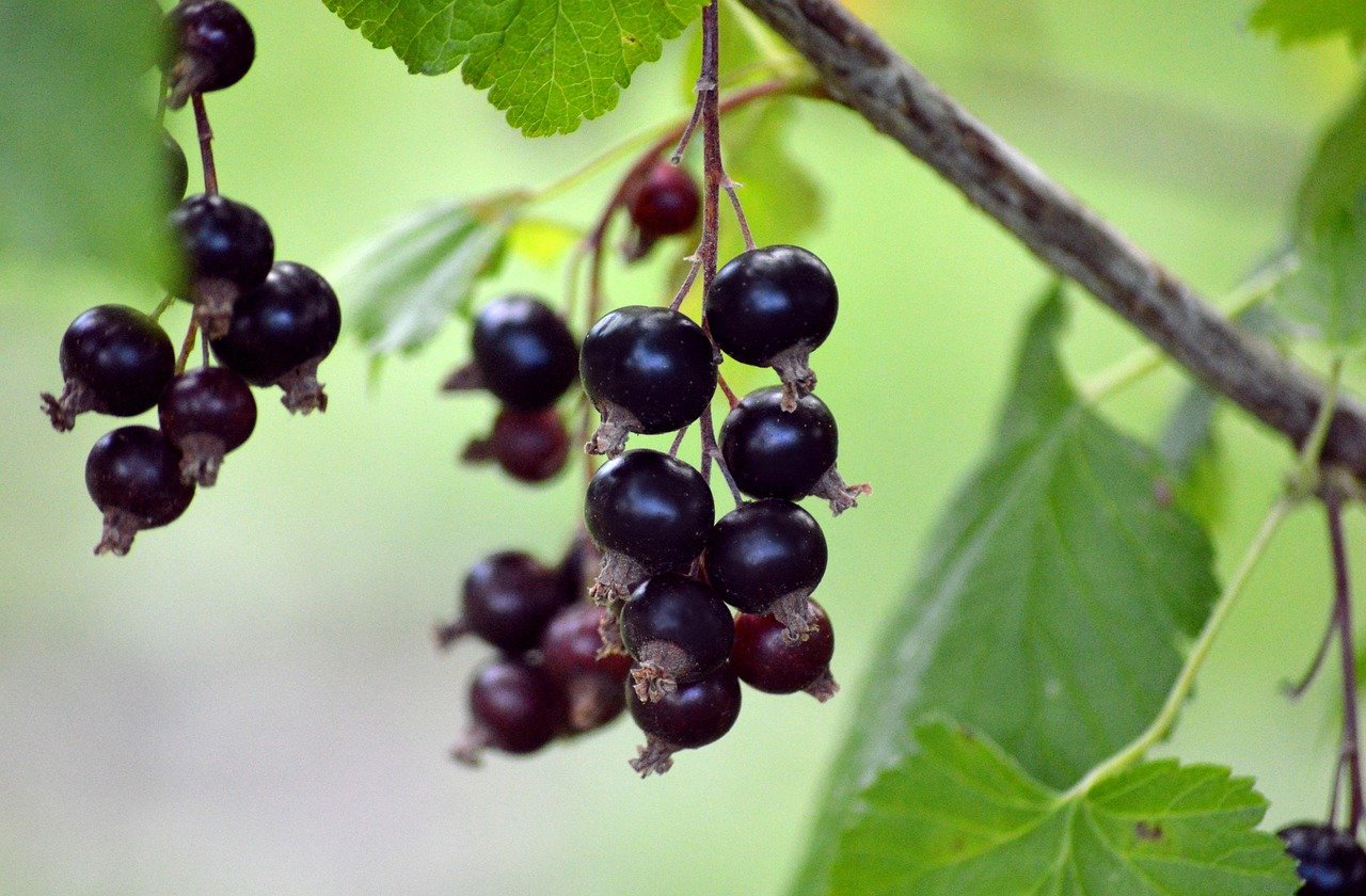 Maqui berry