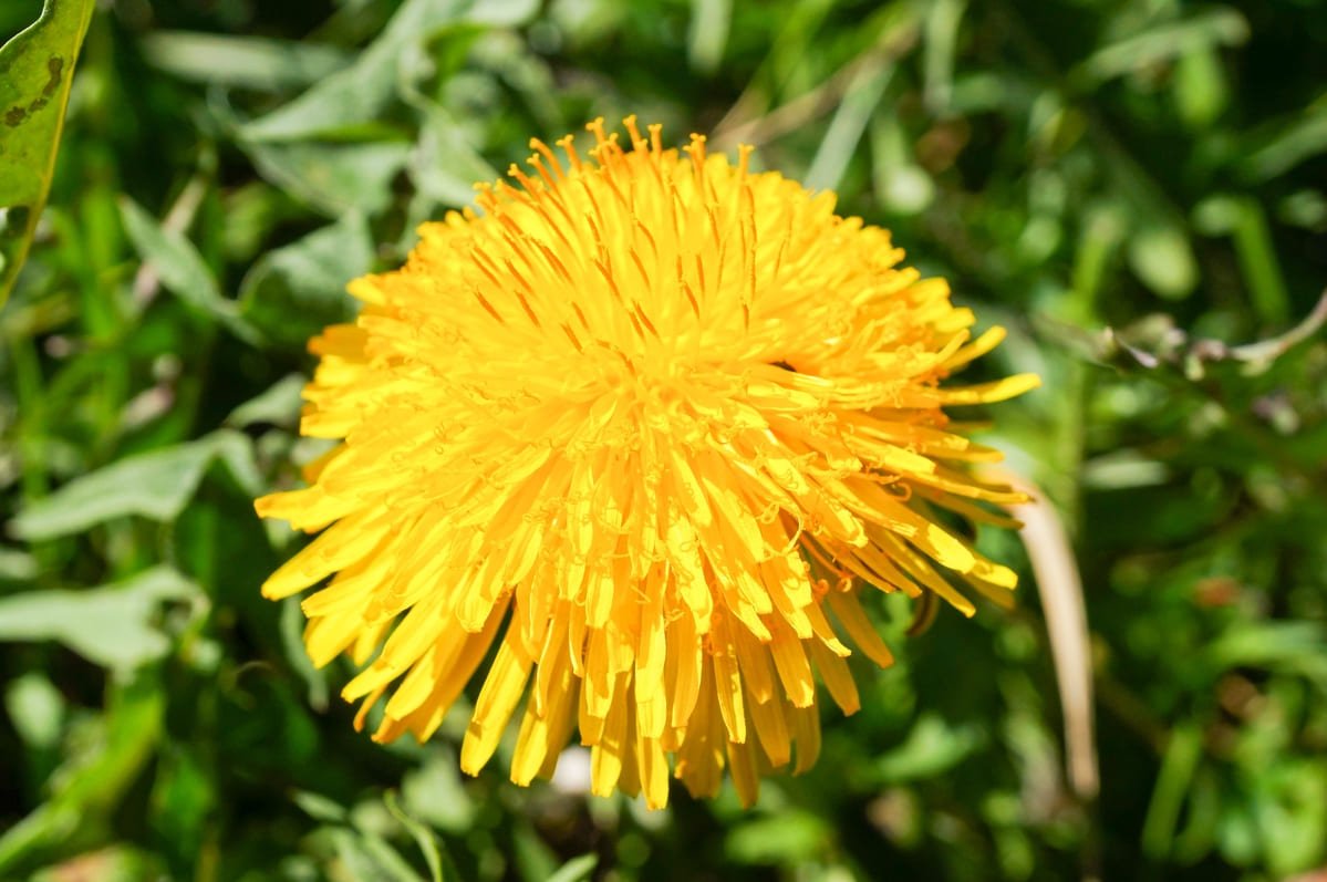Rhodiola plant